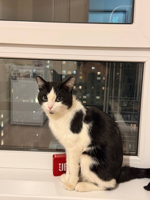 Котенок умный проницательный