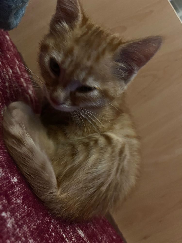 Безплатни котенца