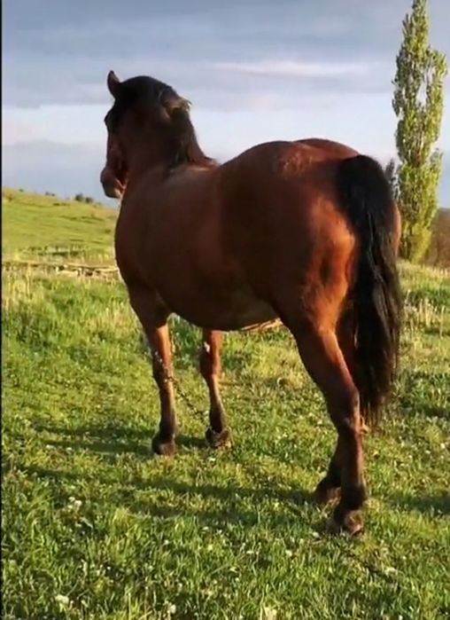 Vând iapa de 7 ani