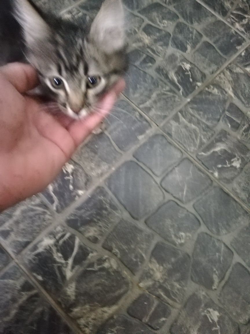 Отдам в добрые руки котят 2 мес.