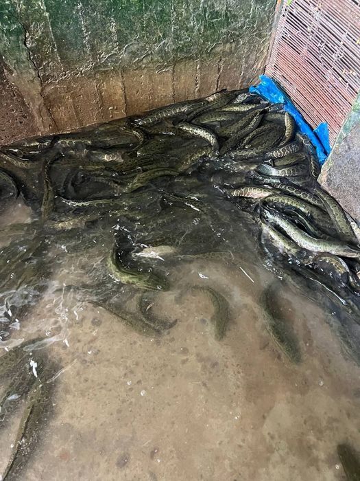 ilon baliq boqish uchun балик зимигалава