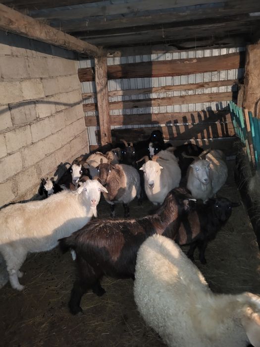 Продам коз,козлят