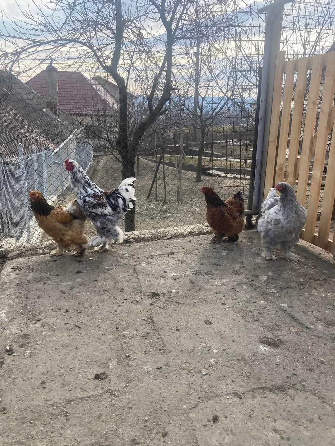 Ouă pentru incubat de vânzare