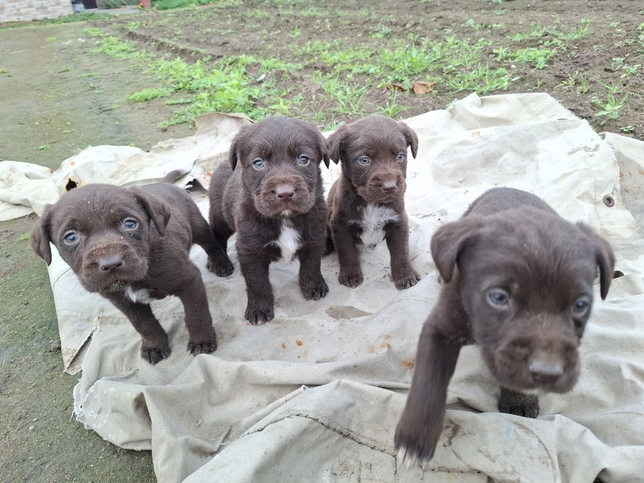 Малки Дратхарчета