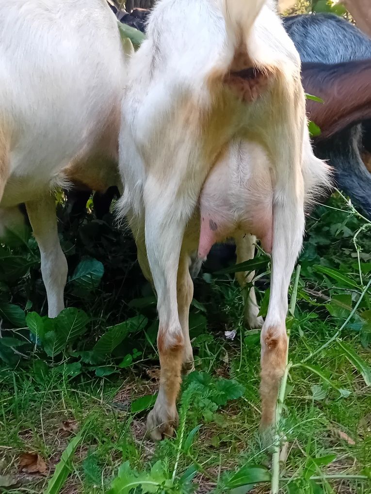 Vand si un armasar Vnd capre bune de lapte  dau și la schimb cu