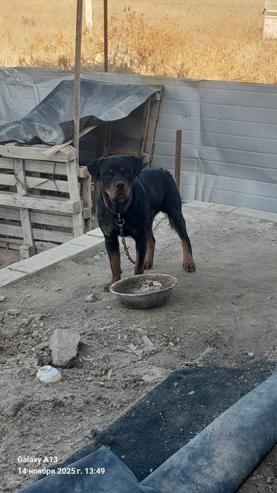 Ротвейлер 100000