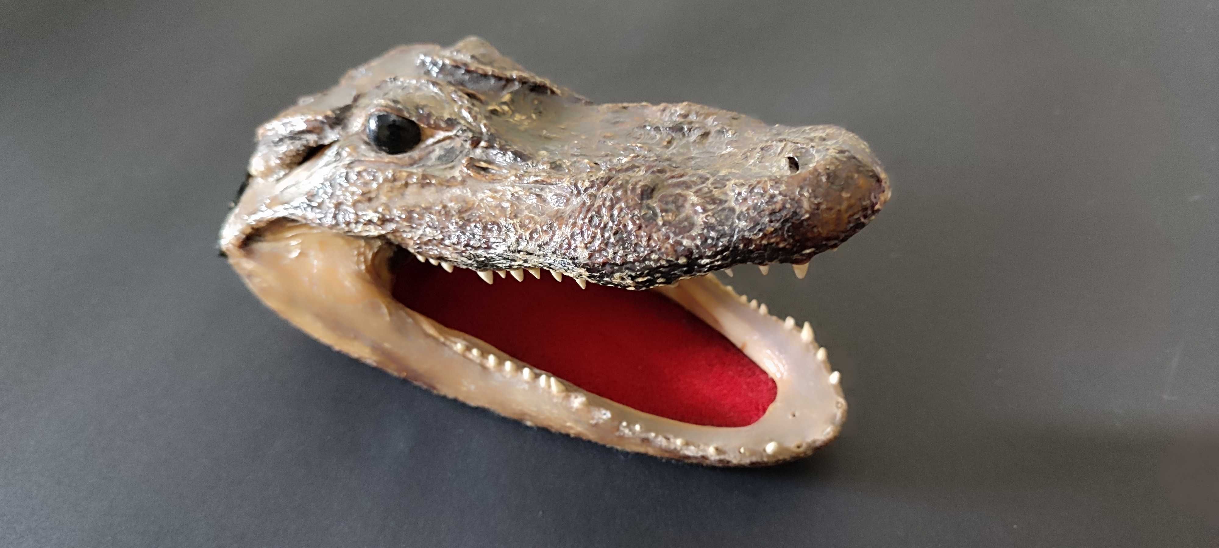 Чучело головы настоящего крокодила