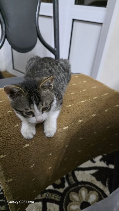 Миленький котёнок отдам в добрые руки