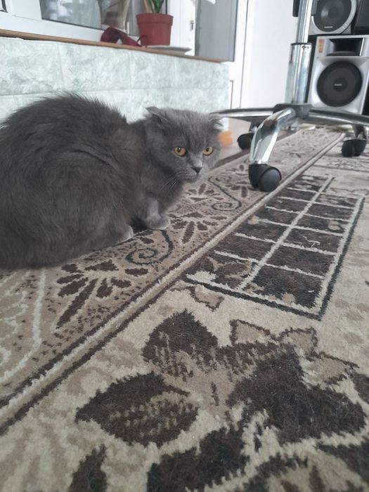 Mushuk sotaman skottish fold