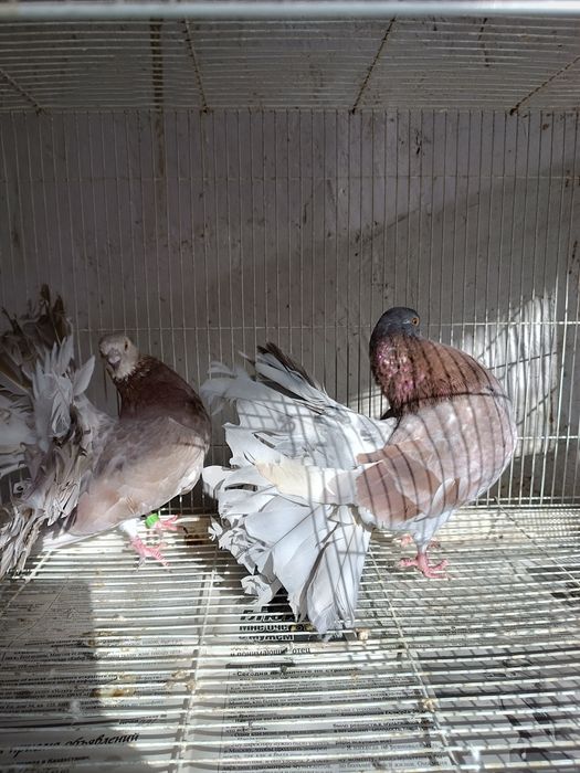 Павлины разных мастей