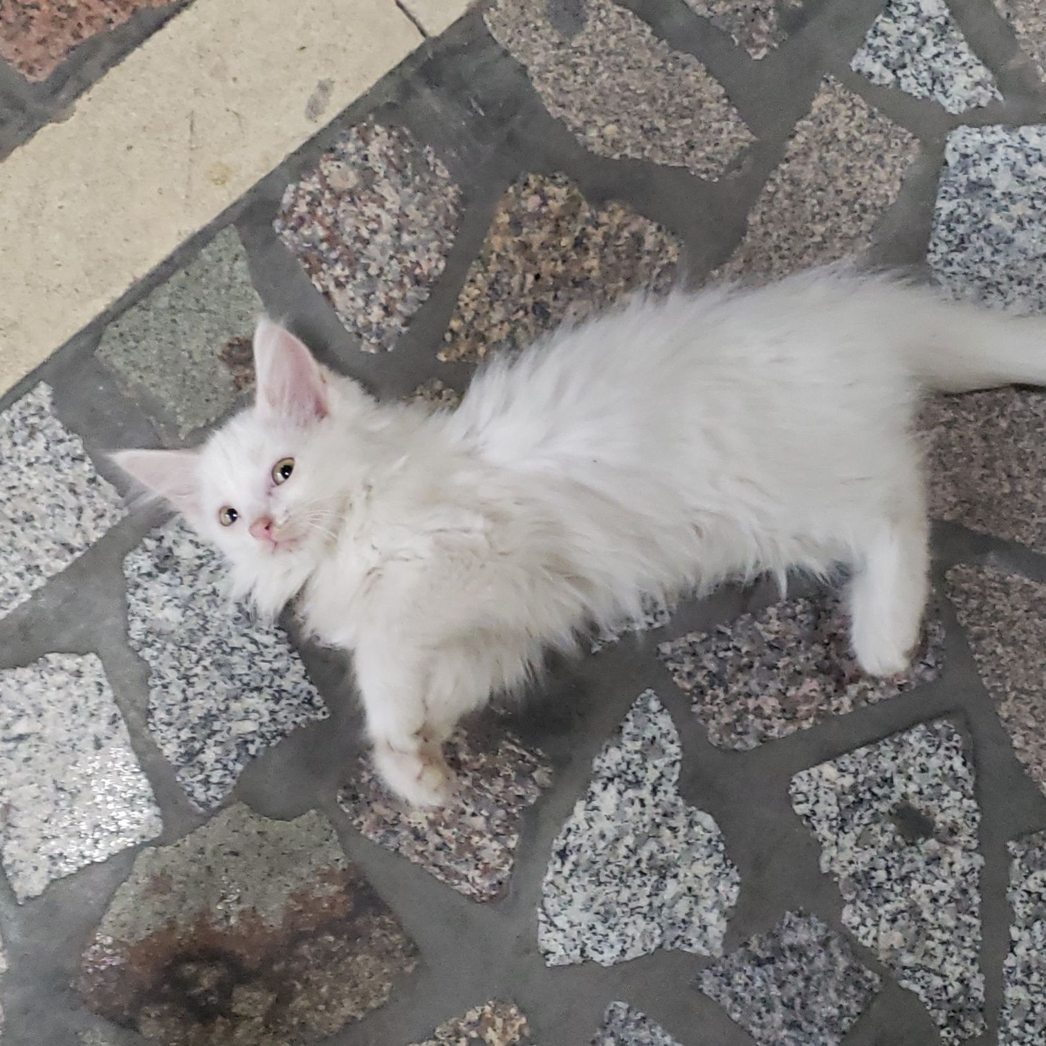 Котик турецкий ангора