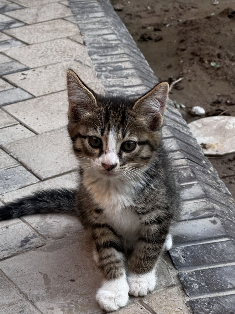 5 ta zotdor mukush bolalari