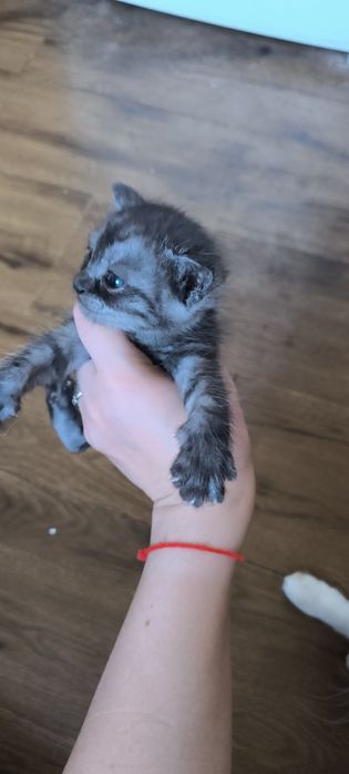 Котята 1,5 месаца