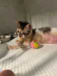 Adoptie pisoi Iasi urgent