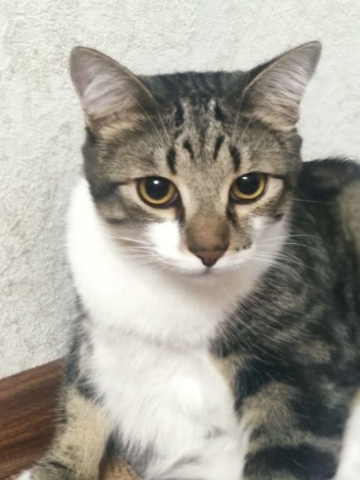 Кот Толстун  для добрых и ответственных  котородителей