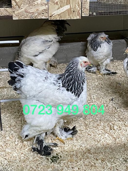 Oua incubat + pui Plymouth Brahma Australorp Jersey Marans Italiene
