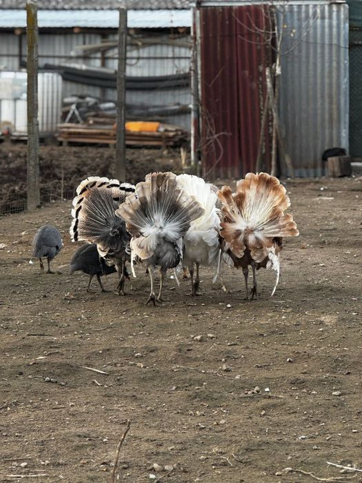 Tineret 2025 vor altă casă