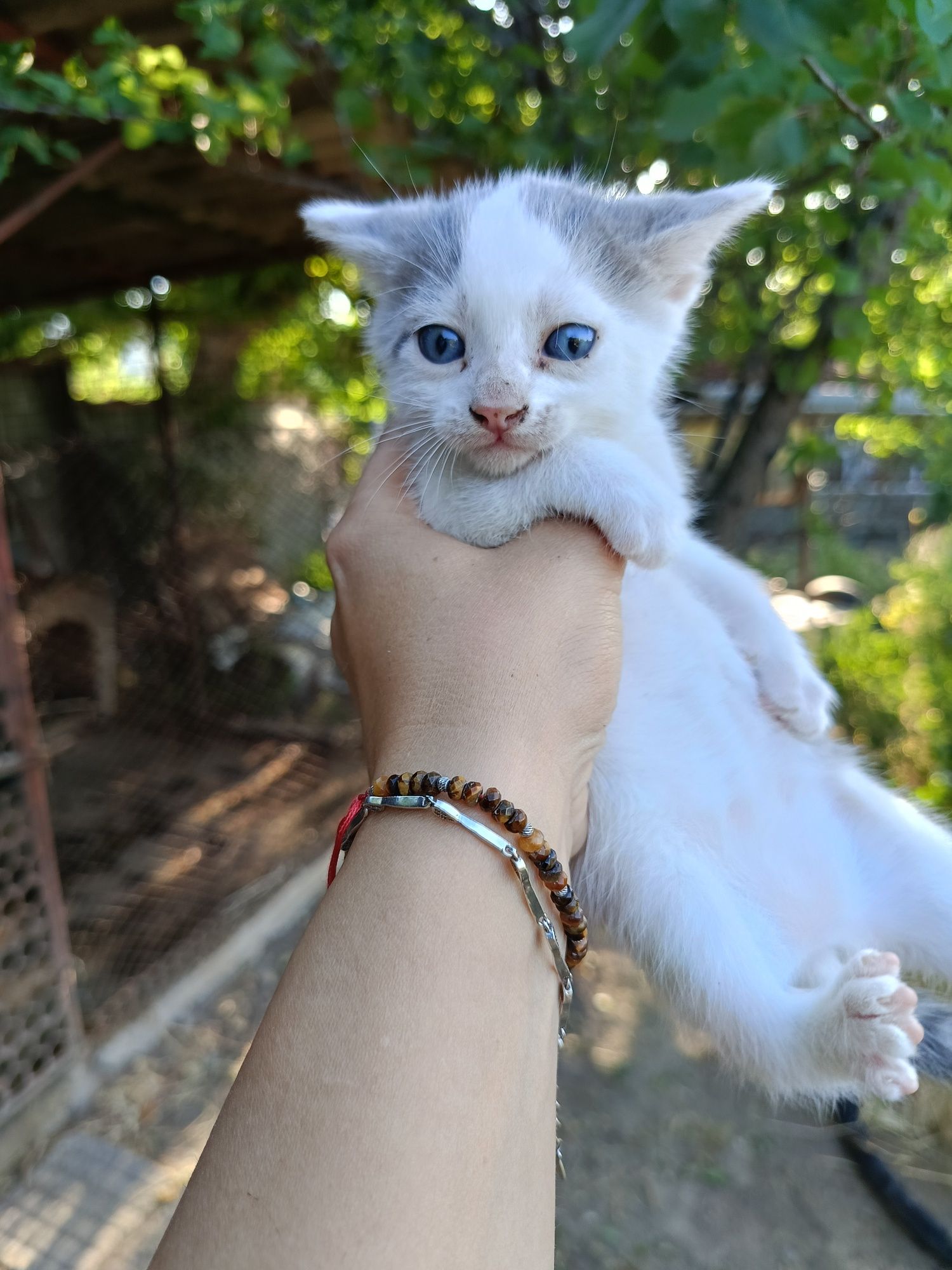 Подарявам котенце