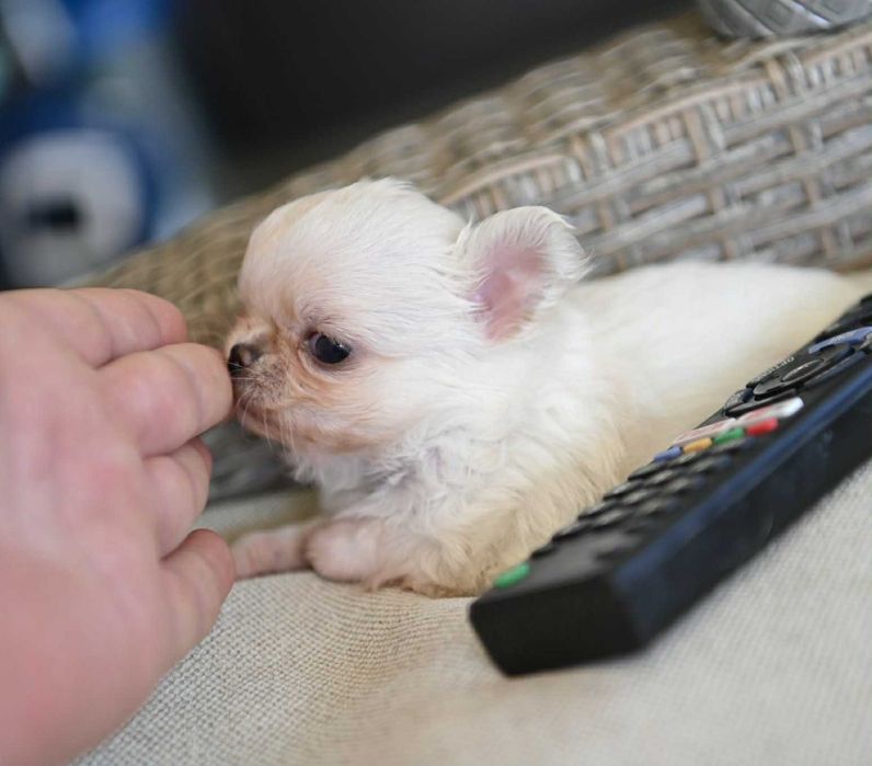 Мъжко дългокосместо мини чихуахуа