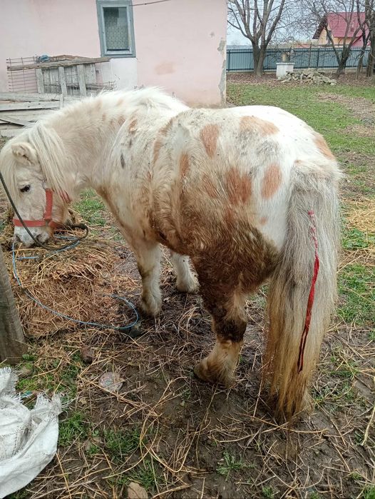 Vând poneita blândă ,