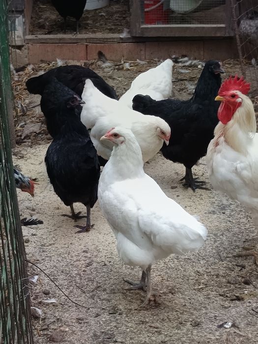 Găini și puicuțe rasa australorp și rasa italiană