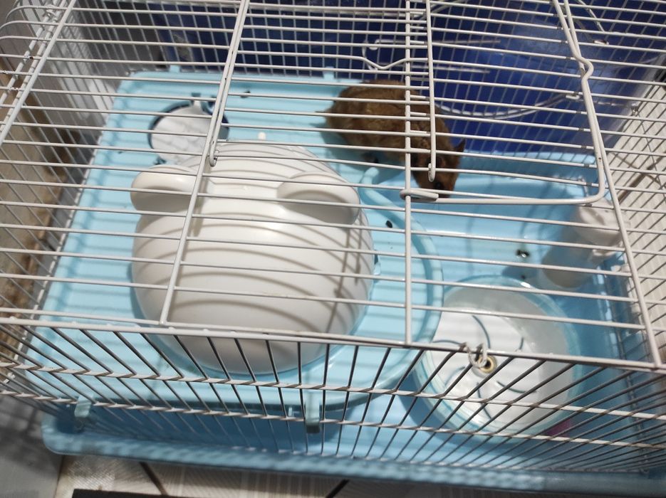 Продам двух хомячка