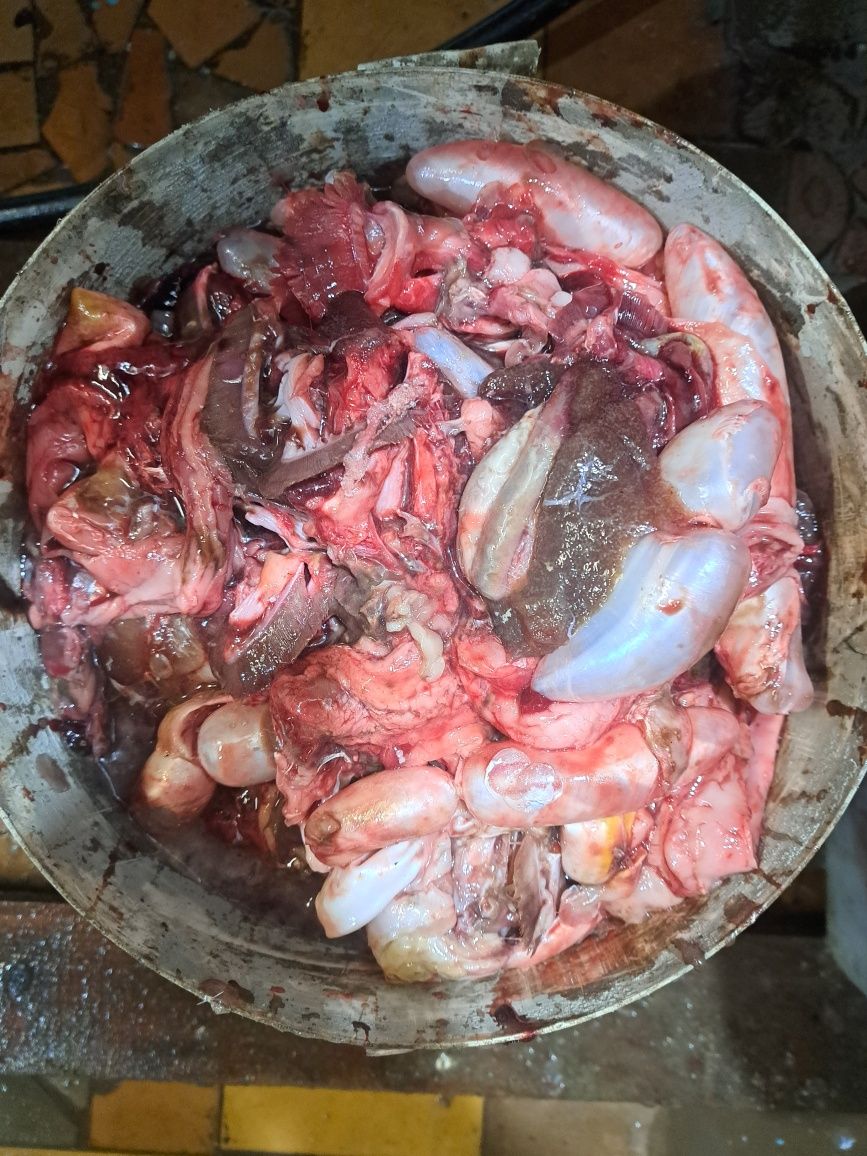 Бесплатныи кишка от Рыбы