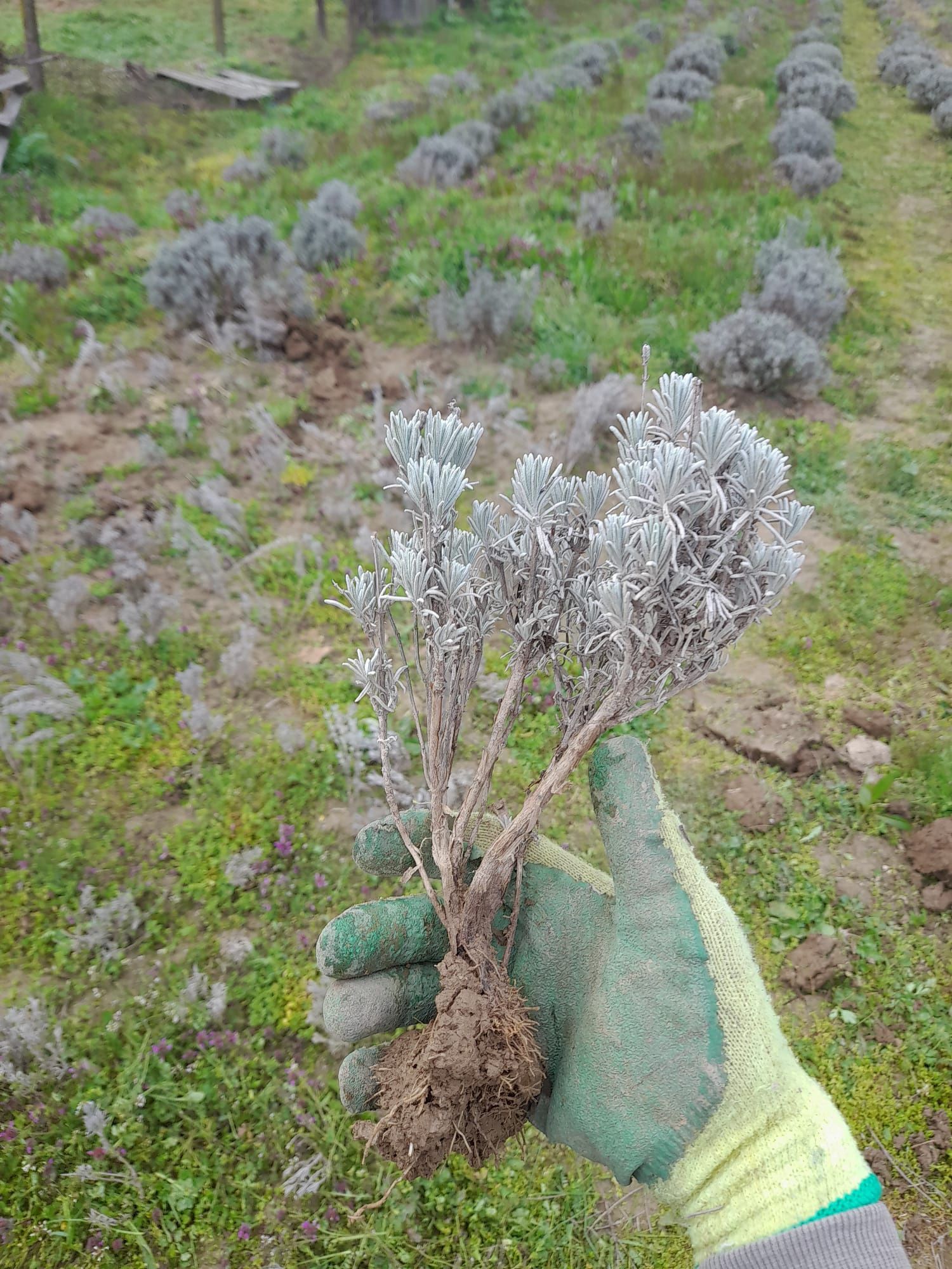 Butasi Lavanda Codreanca