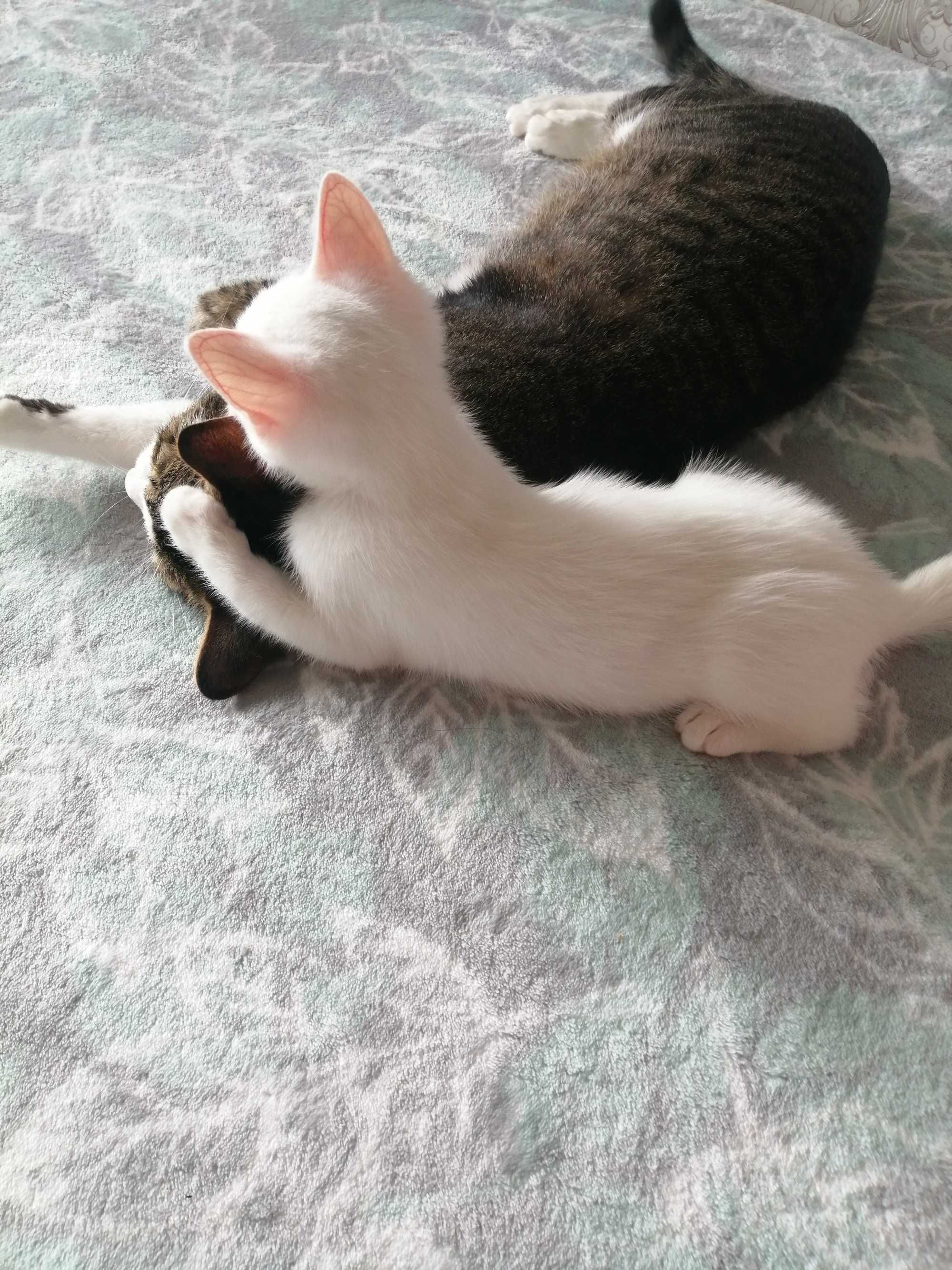 Кошечка ищет любящую семью