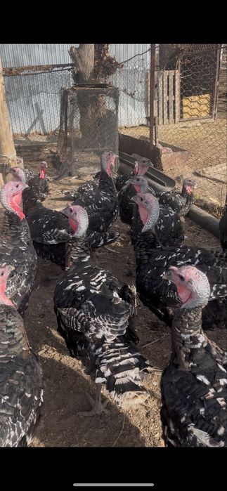 Индюки Бронзо 708 Франция