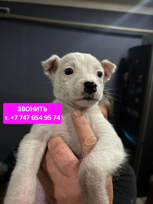 Малышки ищут дом