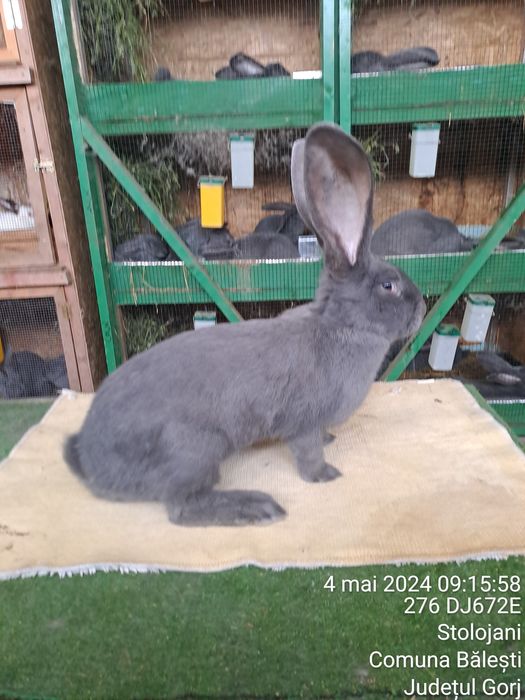 Vând urias german albastru