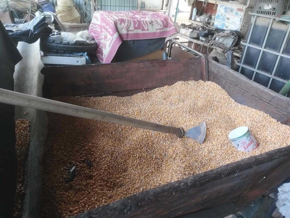 Vand 250kg grau recolta 2025, pret 1 leu/kg