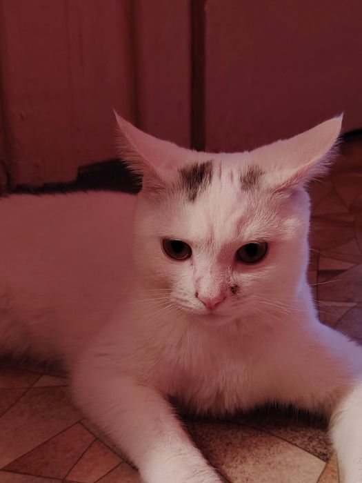 Белый короткошёрстный корниш