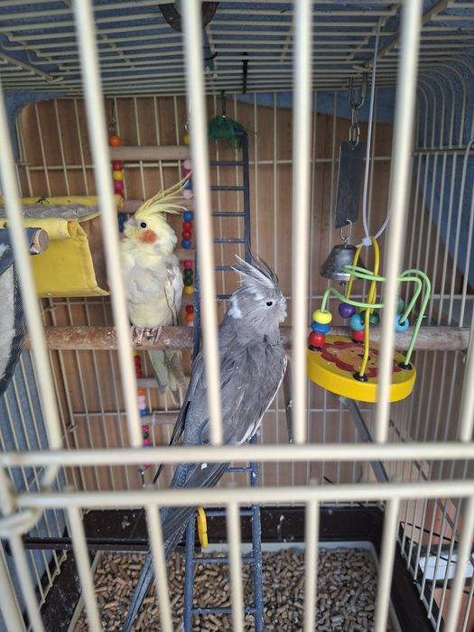 Vând papagali Nimfă mascul și femelă colivie și accesorii