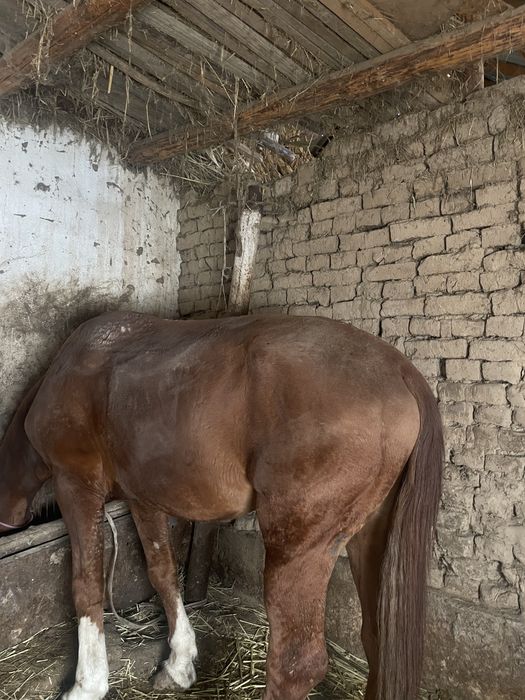 Ат сатылады срочна