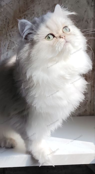 Persan Chinchilla, motănel