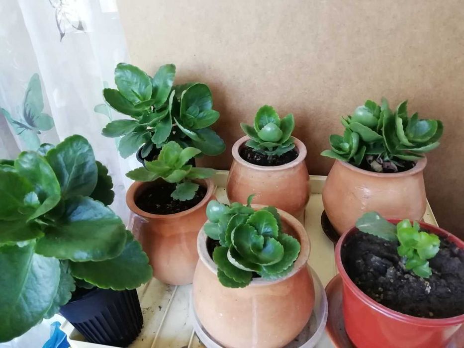 Каланхое цветущий распродажа, дешево, толстянка =денежное дерево