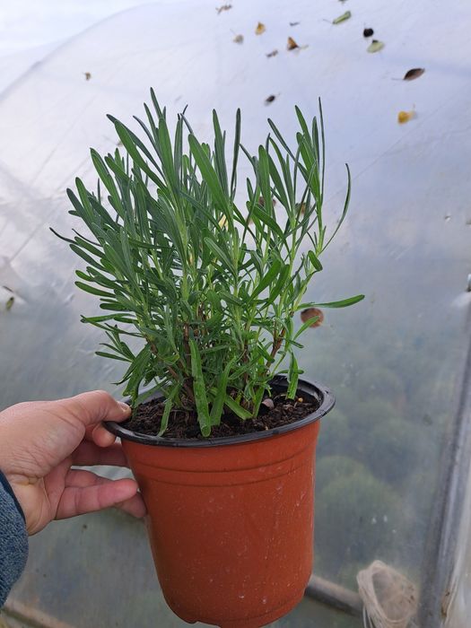 De vânzare lavandă