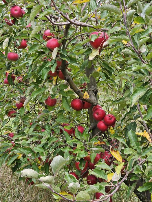 Mere Ionared, Golden, Ionagold, Florina, Starkrimson