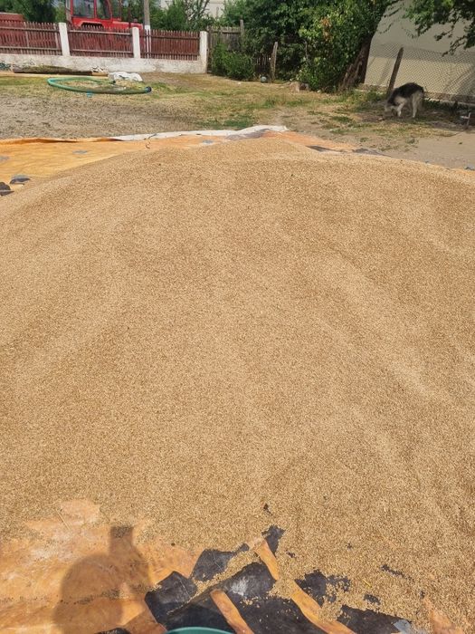 Vând  grâu 40 lei sacu  aduc si la domiciliu in jurul Pitești