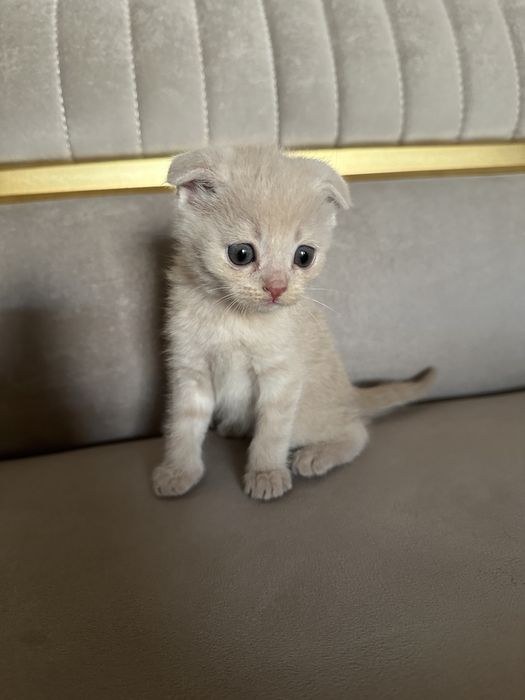 Scotish fold zotli mushuk bolacasi