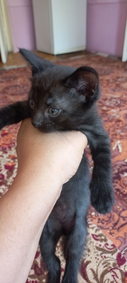 Отдадим котятков в  добрые руки