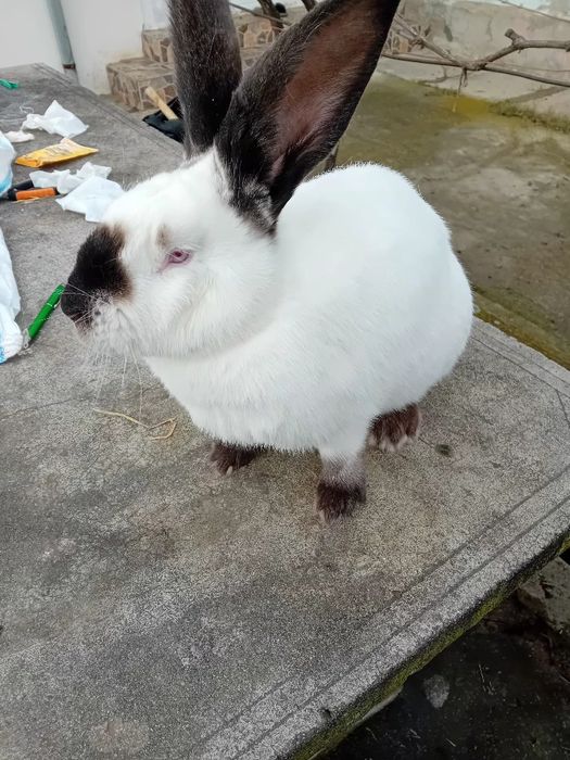 Uriaș de Transilvania tineret si adulți