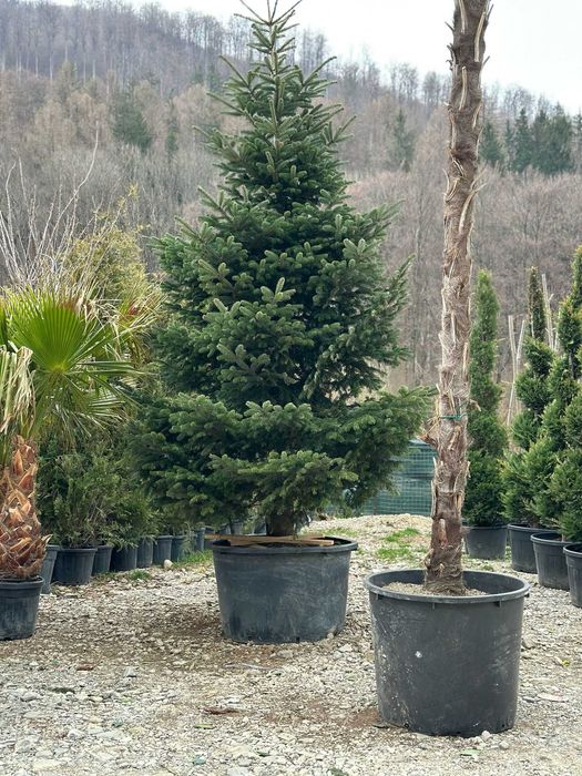 Brad normandian, Maslin Bonsai , palmier Washingtonia la oferta