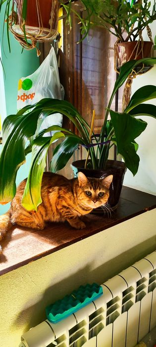 Продаётся кошечка
