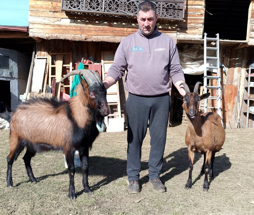 Capra alpina și țap alpin