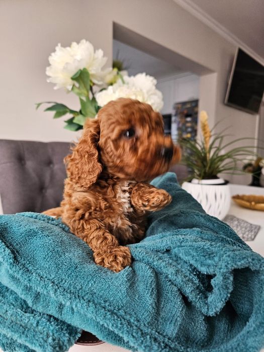 Pudel mic 2 luni/microcip