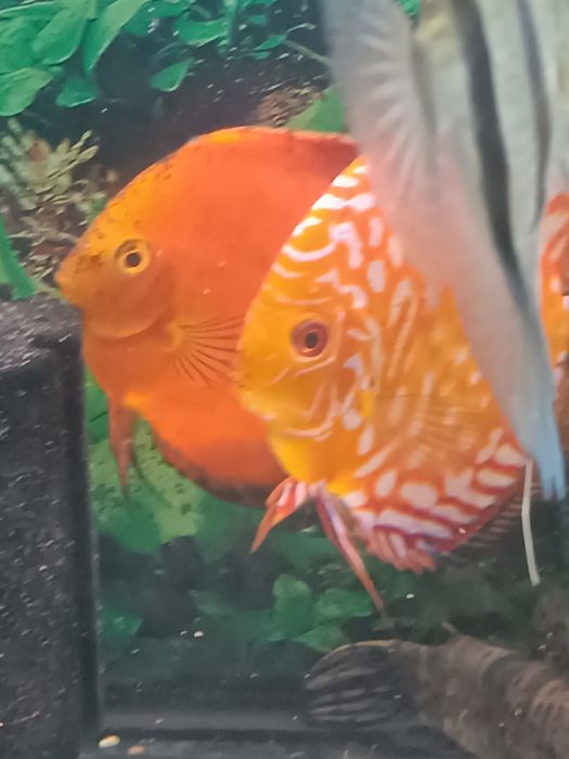 Аквариумные рыбки дискусы