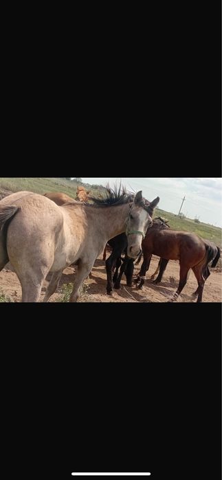 Тай сатылады 340000мың